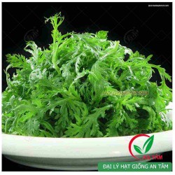 Hạt giống rau tần ô Hạt giống rau tần ô