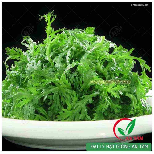 Hạt giống rau tần ô