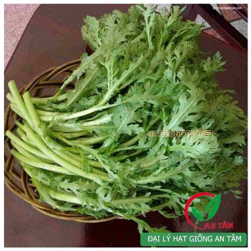 Hạt giống rau tần ô