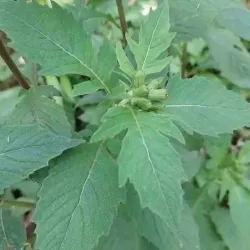 Hạt giống rau tàu bay(rau kim thất)