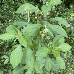 Hạt giống rau tàu bay(rau kim thất)