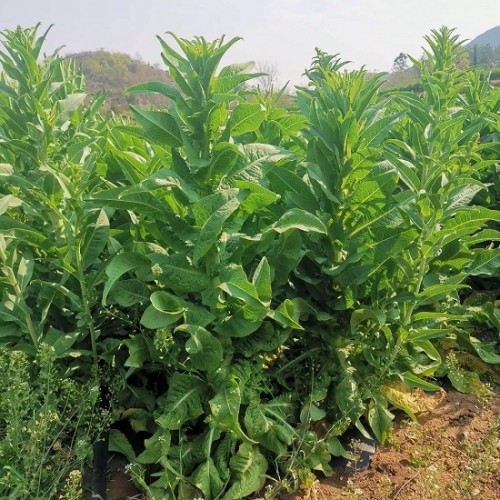 Hạt giống rau tiến vua