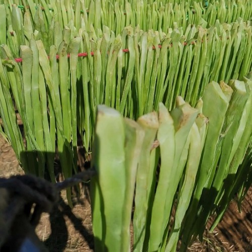 Hạt giống rau tiến vua
