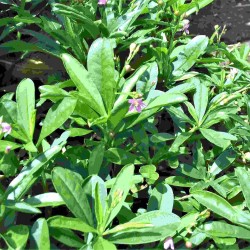 Hạt giống rau sâm đất Hạt giống rau sâm đất