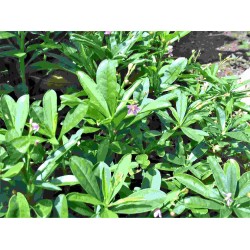 Hạt giống rau sâm đất