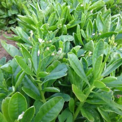 Hạt giống rau sâm đất Hạt giống rau sâm đất