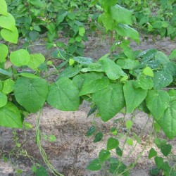 Hạt giống sương sâm lông Hạt giống sương sâm lông