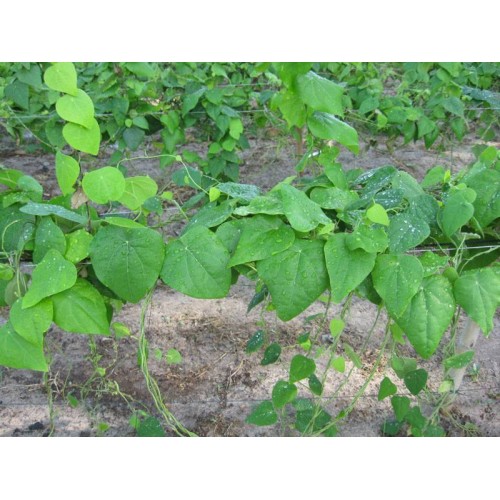 Hạt giống sương sâm lông