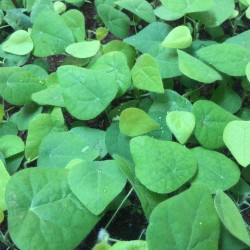 Hạt giống sương sâm lông Hạt giống sương sâm lông