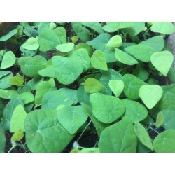 Hạt giống sương sâm lông