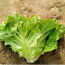 Hạt giống xà lách dún