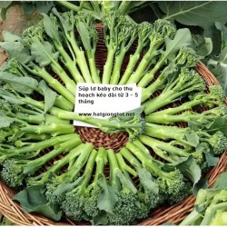 Hạt giống súp lơ xanh baby F1