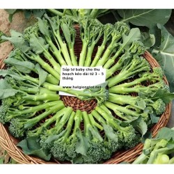 Hạt giống súp lơ xanh baby F1