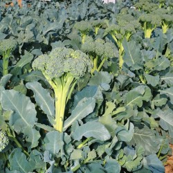 Hạt giống súp lơ xanh baby F1