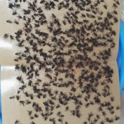 Keo dính ruồi nhặng muỗi Keo dính ruồi nhặng muỗi