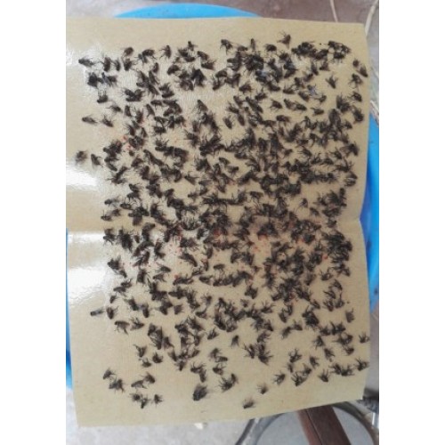 Keo dính ruồi nhặng muỗi