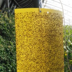 Tấm dính côn trùng nông nghiệp màu xanh