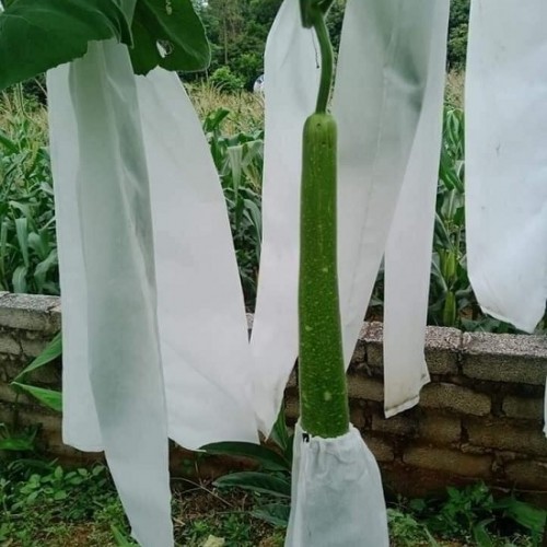 Túi bao trái cây vải không dệt