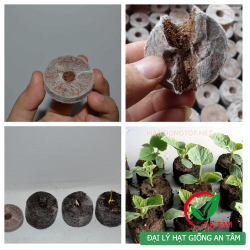 Viên kích nảy mầm