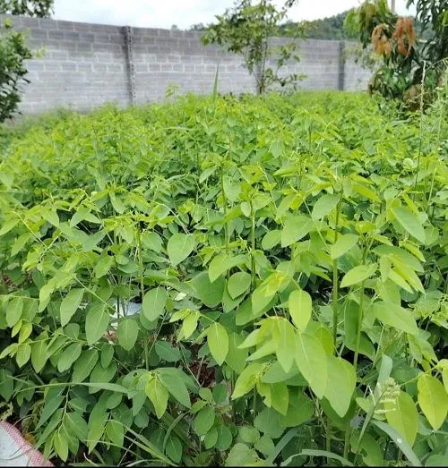 cách trồng rau ngót bằng hạt