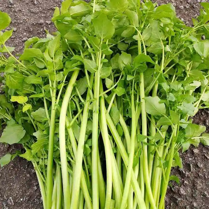 rau cải xoong trồng mùa nào