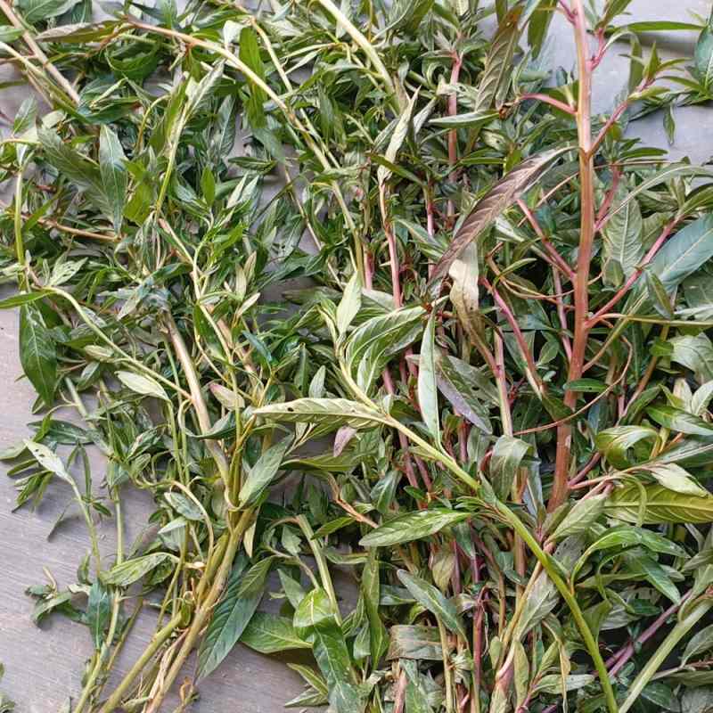hạt giống rau mương